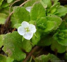 Attēlu rezultāti vaicājumam “Veronica agrestis”