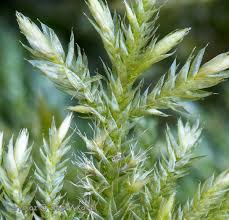 Attēlu rezultāti vaicājumam “Isothecium alopecuroides”