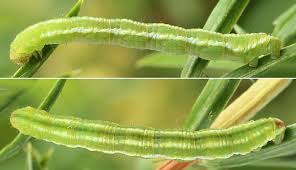 Attēlu rezultāti vaicājumam “Eupithecia pusillata”