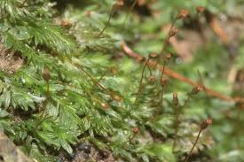 Attēlu rezultāti vaicājumam “Fissidens bryoides sporophyte”