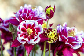 Image result for Aquilegia vulgaris