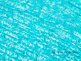 Attēlu rezultāti vaicājumam “Hydrilla verticillata leaf”