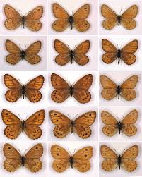 Attēlu rezultāti vaicājumam “Oeneis jutta underside”