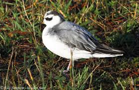 Attēlu rezultāti vaicājumam “Phalaropus fulicarius adult”