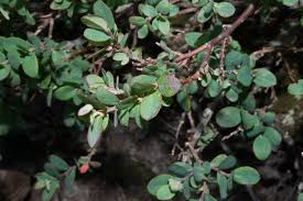 Attēlu rezultāti vaicājumam “Vaccinium uliginosum bud”