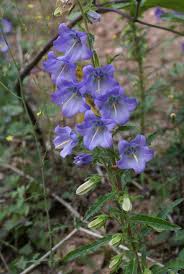 Image result for Campanula affinis