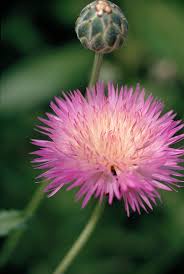 Attēlu rezultāti vaicājumam “Centaurea”