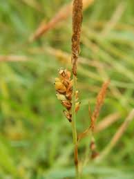 Attēlu rezultāti vaicājumam “Carex panicea”