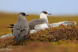 Attēlu rezultāti vaicājumam “Stercorarius parasiticus”