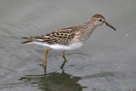 Image result for Calidris melanotos