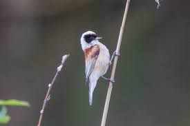 Image result for Remiz pendulinus