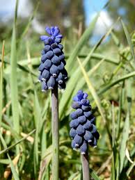 Attēlu rezultāti vaicājumam “Muscari neglectum flower”