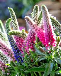 Attēlu rezultāti vaicājumam “Veronica longifolia fruit”
