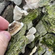 Attēlu rezultāti vaicājumam “Bjerkandera fumosa”