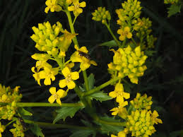 Attēlu rezultāti vaicājumam “Barbarea vulgaris subsp. arcuata flower”