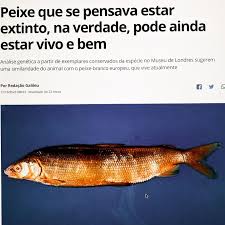 Image result for Coregonus oxyrinchus