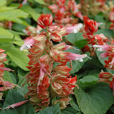 Image result for Salvia splendens