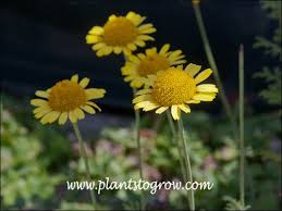 Image result for Anthemis tinctoria