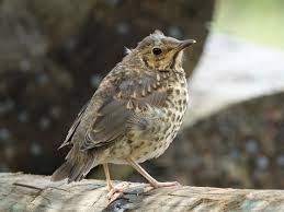 Attēlu rezultāti vaicājumam “Turdus philomelos juvenile”