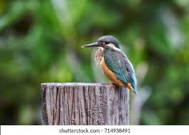 Attēlu rezultāti vaicājumam “Alcedo atthis nest”