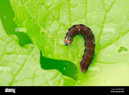 Attēlu rezultāti vaicājumam “Eupsilia transversa”