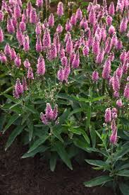 Attēlu rezultāti vaicājumam “Veronica longifolia fruit”