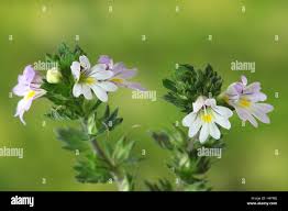 Image result for Euphrasia stricta