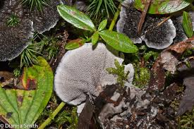 Attēlu rezultāti vaicājumam “Phellodon niger”