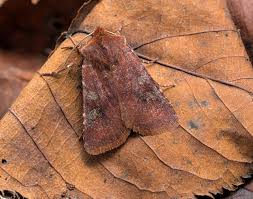 Attēlu rezultāti vaicājumam “Cerastis leucographa”