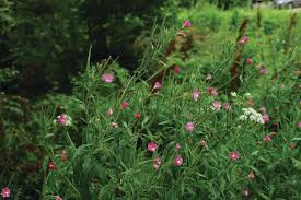 Attēlu rezultāti vaicājumam “Trapaceae”