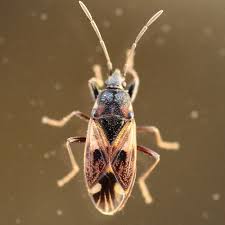 Attēlu rezultāti vaicājumam “Eremocoris plebejus”