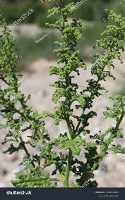 Image result for Chenopodium botrys
