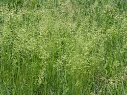 Attēlu rezultāti vaicājumam “Poa nemoralis fruit”