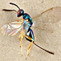 Attēlu rezultāti vaicājumam “Chionaspis salicis imago”