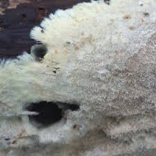 Attēlu rezultāti vaicājumam “Steccherinum fimbriatum”