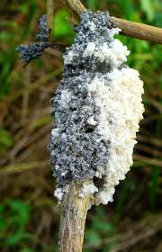 Attēlu rezultāti vaicājumam “Didymiaceae”