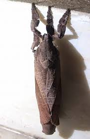 Attēlu rezultāti vaicājumam “Hepialidae”