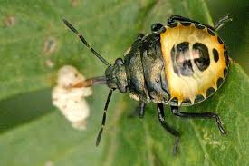 Attēlu rezultāti vaicājumam “Troilus luridus”