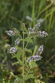 Attēlu rezultāti vaicājumam “Mentha longifolia flower”
