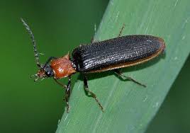 Attēlu rezultāti vaicājumam “Denticollis linearis”