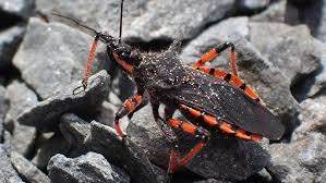 Attēlu rezultāti vaicājumam “Rhynocoris annulatus”