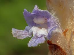 Attēlu rezultāti vaicājumam “Orobanche coerulescens flower”