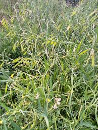 Attēlu rezultāti vaicājumam “Lathyrus sylvestris”