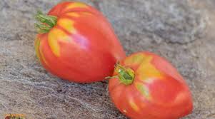 Afbeeldingsresultaat voor erdie family oxheart tomato