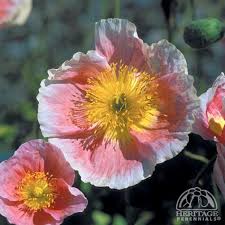 Image result for Papaver nudicaule