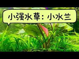 「水蘭」的圖片搜尋結果