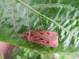 Attēlu rezultāti vaicājumam “Agrotis exclamationis”