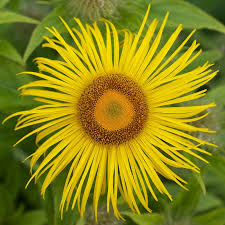 Image result for Inula helenium