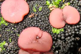 Attēlu rezultāti vaicājumam “Ruzenia spermoides”