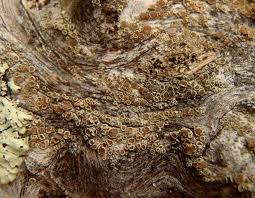 Attēlu rezultāti vaicājumam “Lecanora albella”